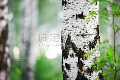 夏天在阳光明媚的桦树林中