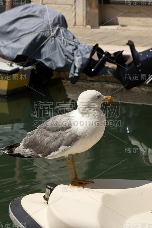 在阳光明媚的日子里，海鸥在意大利威尼斯运河的一条船上摆造型