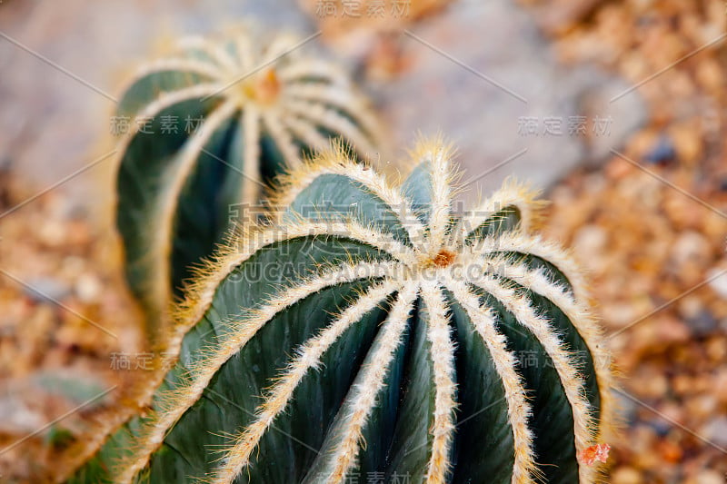 近距离的绿色和奶油尖仙人掌植物