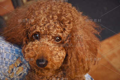 贵宾犬