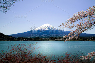 樱花盛开的日本富士山。