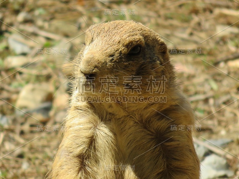 草原土拨鼠