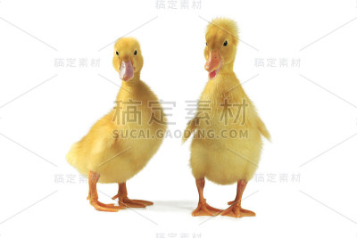黄色的小鸭在白色的上面
