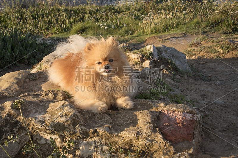 肉桂色的狗和博美犬品种，在La Roca Blanca, Suances, Cantabria，西班