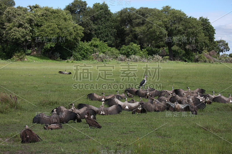 野生兀鹫非洲大草原肯尼亚危险的鸟