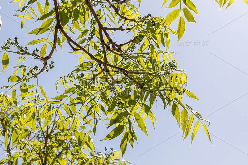 夏天，公园里的蓝天背景上是年轻的黄柏(又称库页栓皮树)嫩绿的纹理