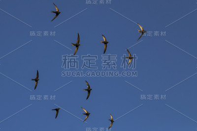斯威夫特(Apus Apus)。