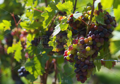 酿酒葡萄