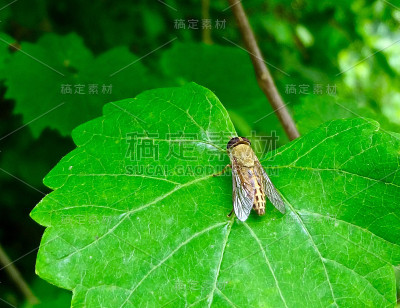 一张树叶上黄色的马蝇的微距图