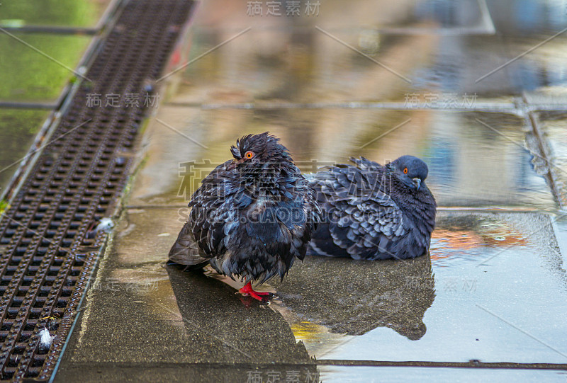 雨后羽毛湿的鸽子躺在水坑里
