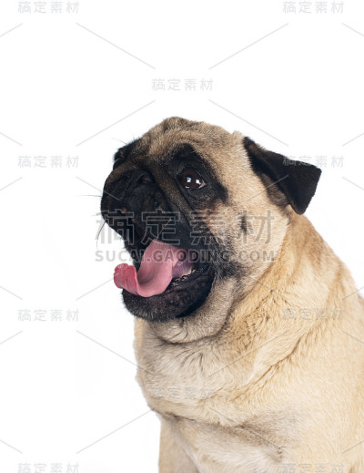 帕格沙色肖像孤立在白色