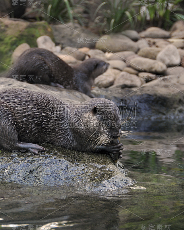 水獭在岩石池旁觅食