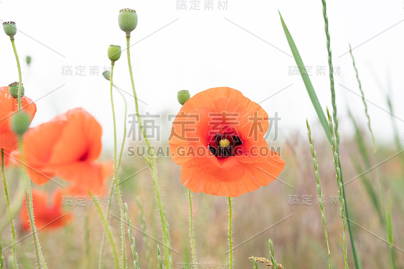 在一个阳光明媚的夏日，红色的罂粟花在罂粟田里盛开