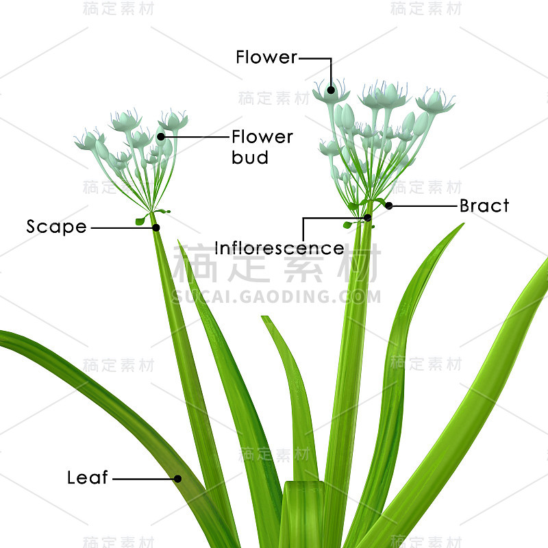 学名Allium cepa