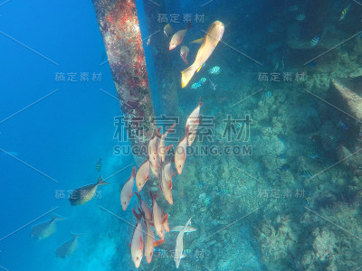 马尔代夫的水下海洋生物