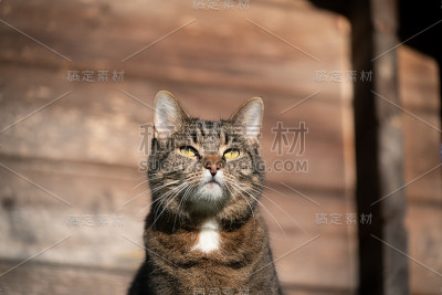 观察猫