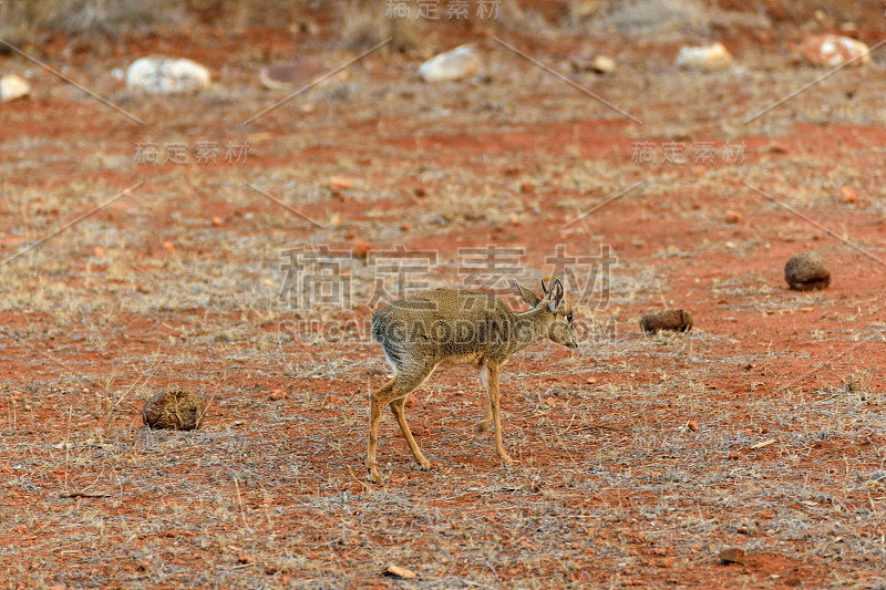 Dik-Dik-Antelope