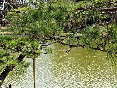 日本。3月初。水面上的松树枝。