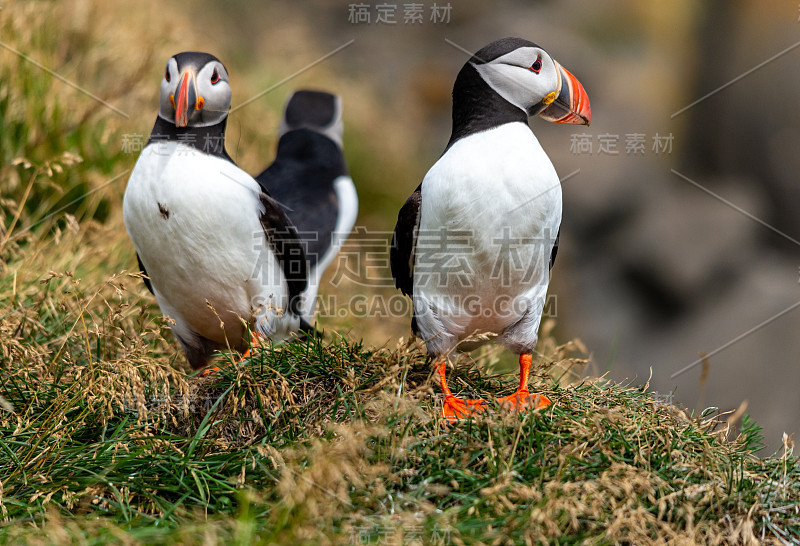 大西洋海雀，也被称为普通海雀