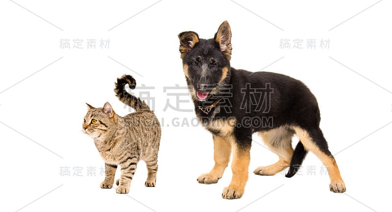 德国牧羊犬小狗和苏格兰直猫