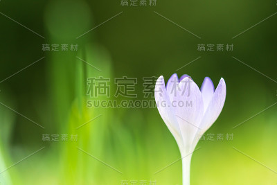 紫色的番红花