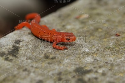 东部纽特