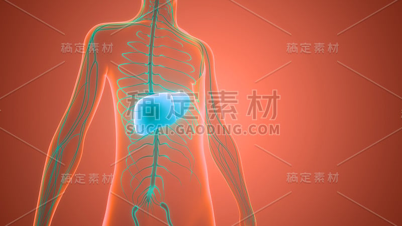 人体内脏消化器官肝脏解剖学