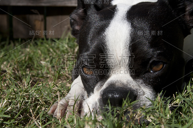 波士顿小猎犬在阳光下放松