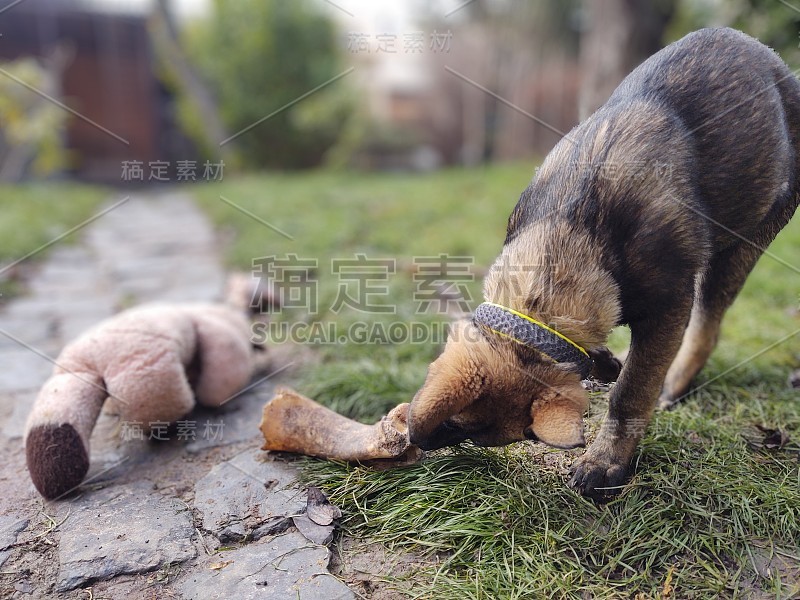 德国牧羊犬幼小的幼犬吃骨头、肉或颗粒。