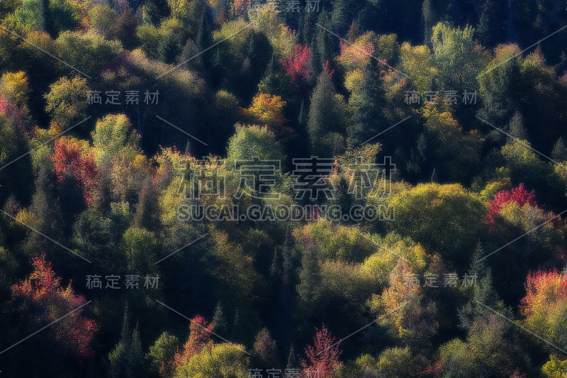 阳光画树