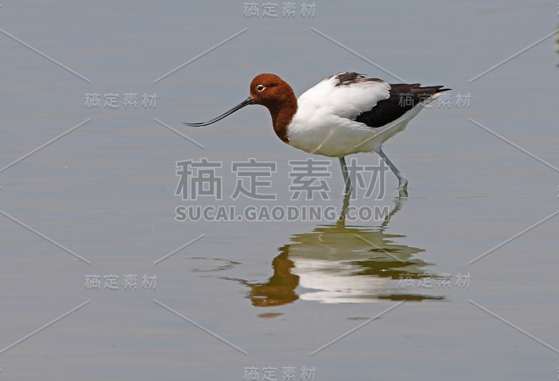 红Avocet