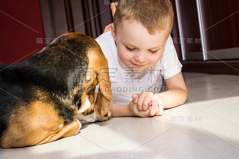 男孩和比格犬