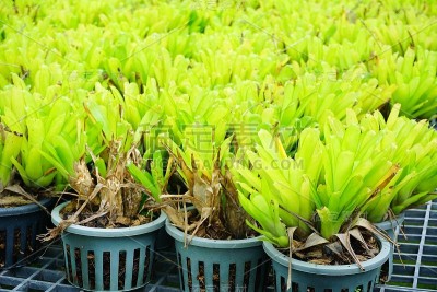 花园菠萝