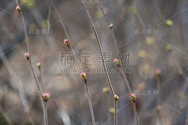 美丽的春天红灌木芽