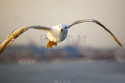 海鸥