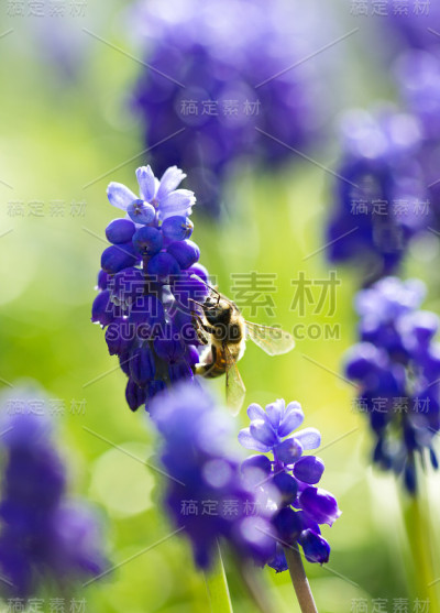 蜜蜂为春天的花朵授粉
