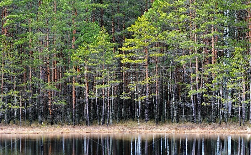 北部森林景观有一个湖