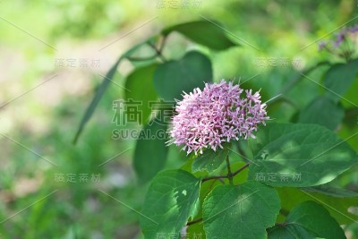 荣耀的花
