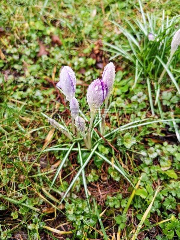 番红花与雨滴