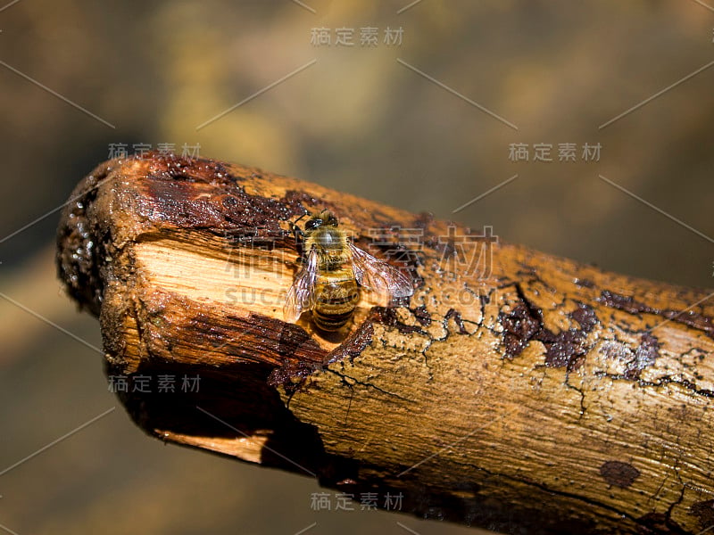 一根棍子上的蜜蜂