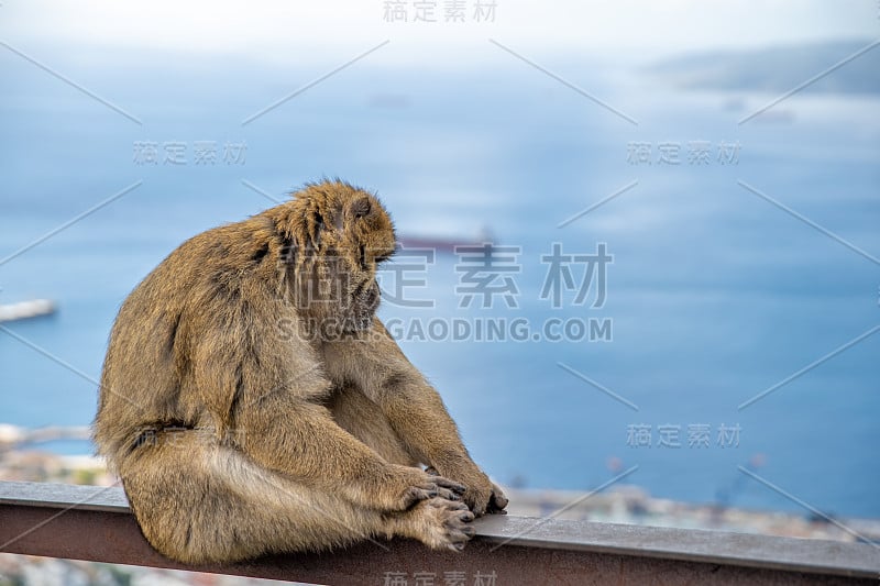 生活在直布罗陀半岛的野生猕猴