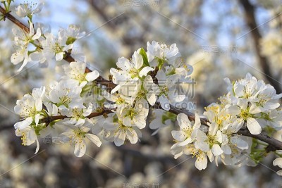 梅花树开花。
