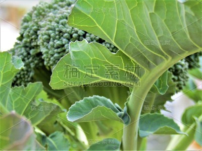 3月。日本。西兰花花束。