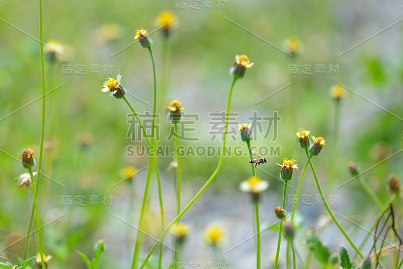 蜜蜂飞向花朵