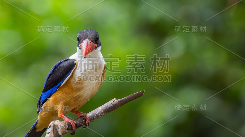 黑冠翠鸟(black -capped Kingfisher, Halcyon pileata)的翅膀