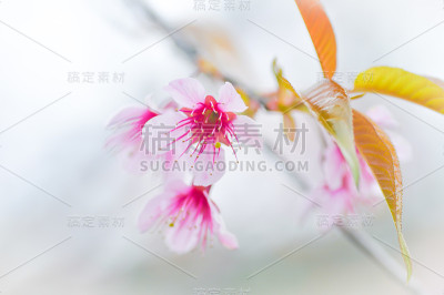 樱花,樱花