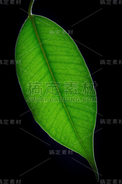 背光绿叶