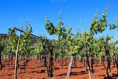 意大利酿酒
