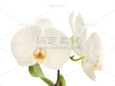 白色的兰花