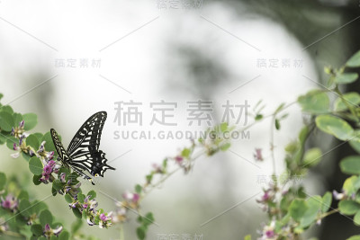 蝴蝶